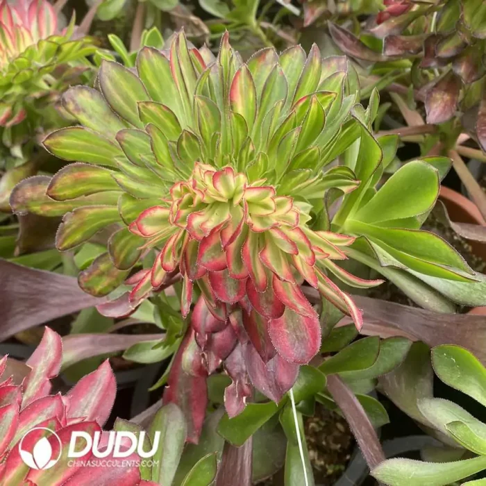 Aeonium Couple Mandarin Duck Cristata Grafted - Image 2