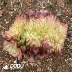 Aeonium Neptune Sakura Variegated Cristata