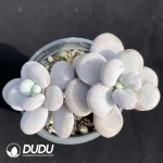 Pachyphytum Cheese Double