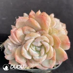 Echeveria Lychee powder Clustering