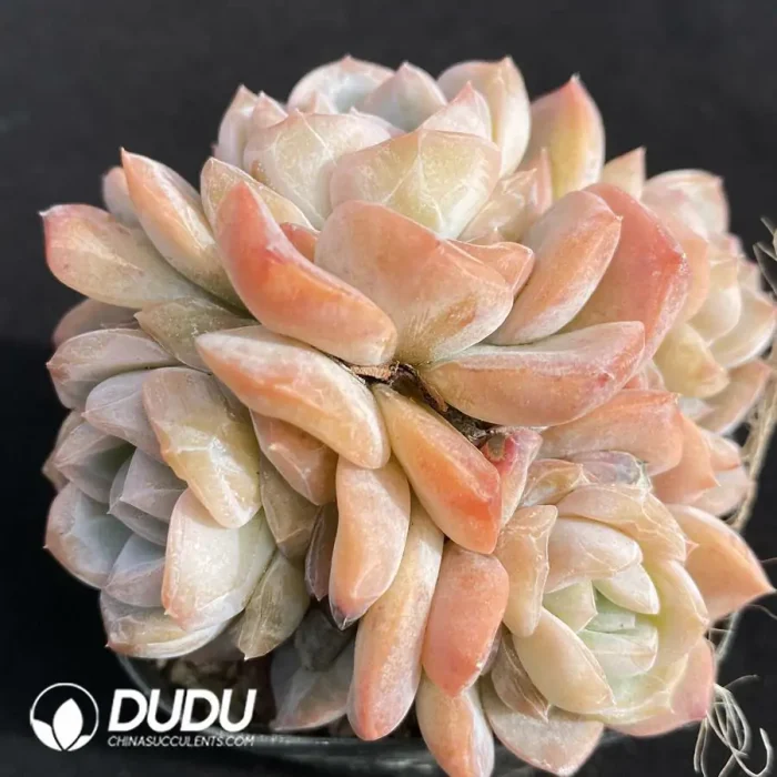 Echeveria Lychee powder Clustering - Image 2