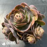 Aeonium Selected Xitaopa Clustering