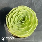 Aeonium Love Letter