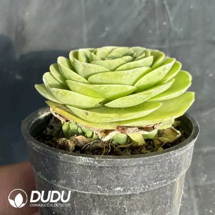 Aeonium Love Letter - Image 2