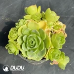 Aeonium Greenovia dodrantalis Clustering