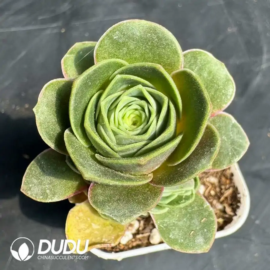 1743402623-e201.webp Aeonium Red Velvet Lollipop Clustering - Image 1