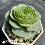 Aeonium Ice Cream Fairy - Image 2