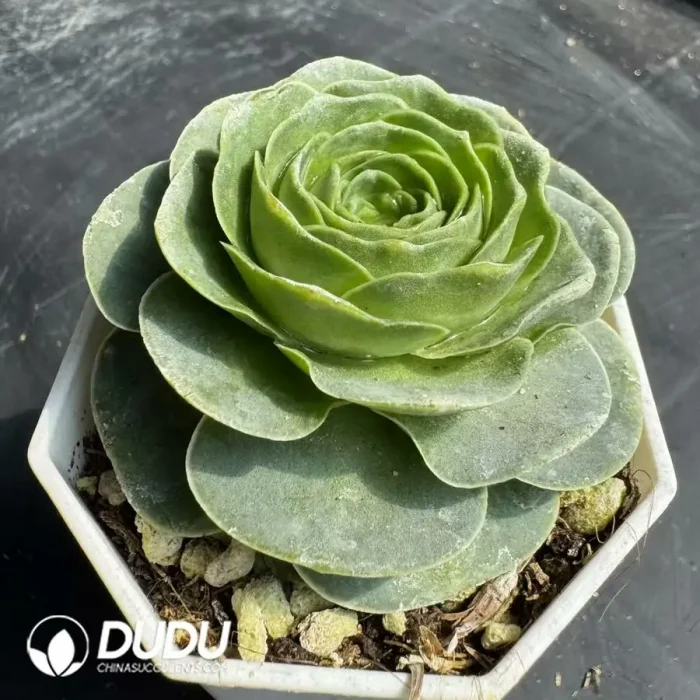 Aeonium Ice Cream Fairy - Image 2