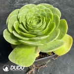 Aeonium Love Letter Peach - Image 2