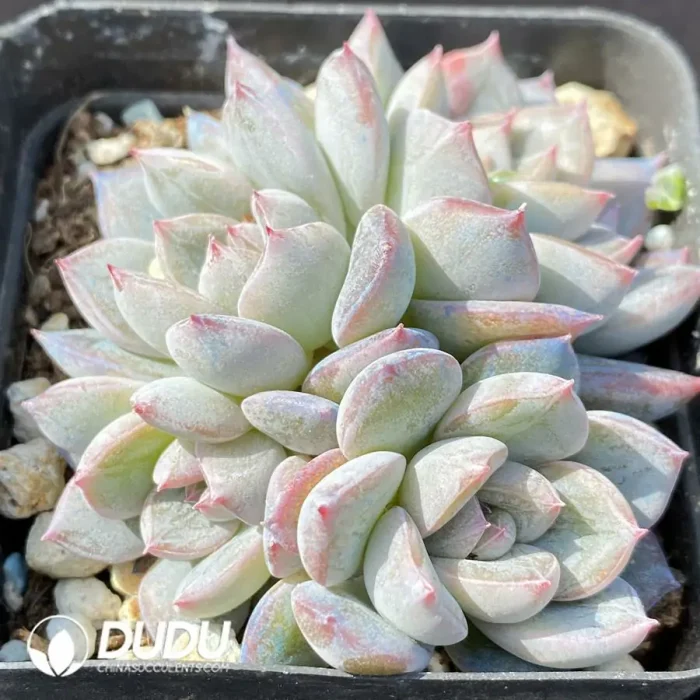 Echeveria OF1005 - Image 2