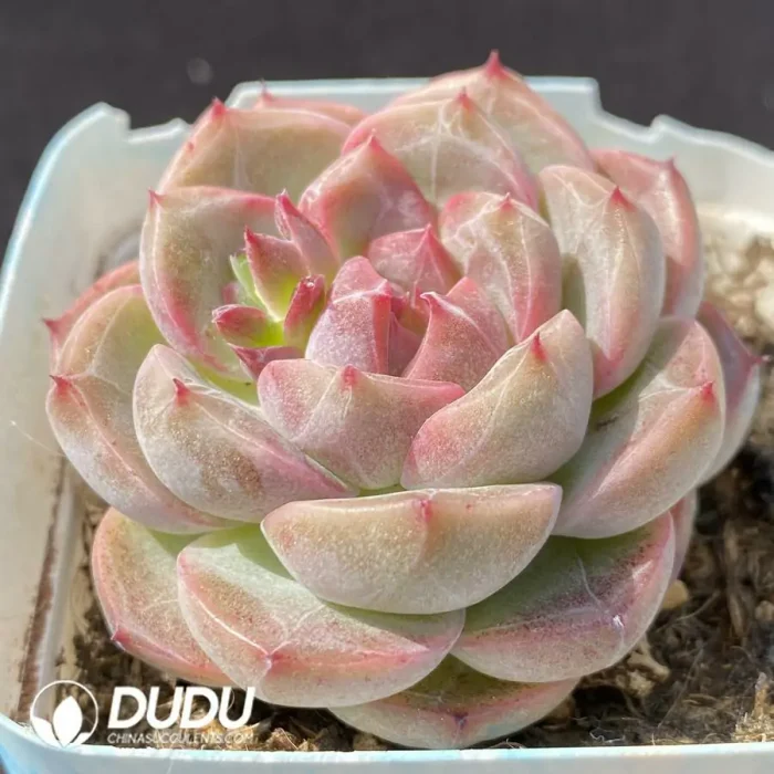 Echeveria OF1316 - Image 2