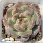 Echeveria OF1129