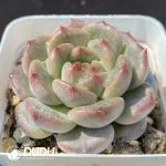 Echeveria OF1129 - Image 2