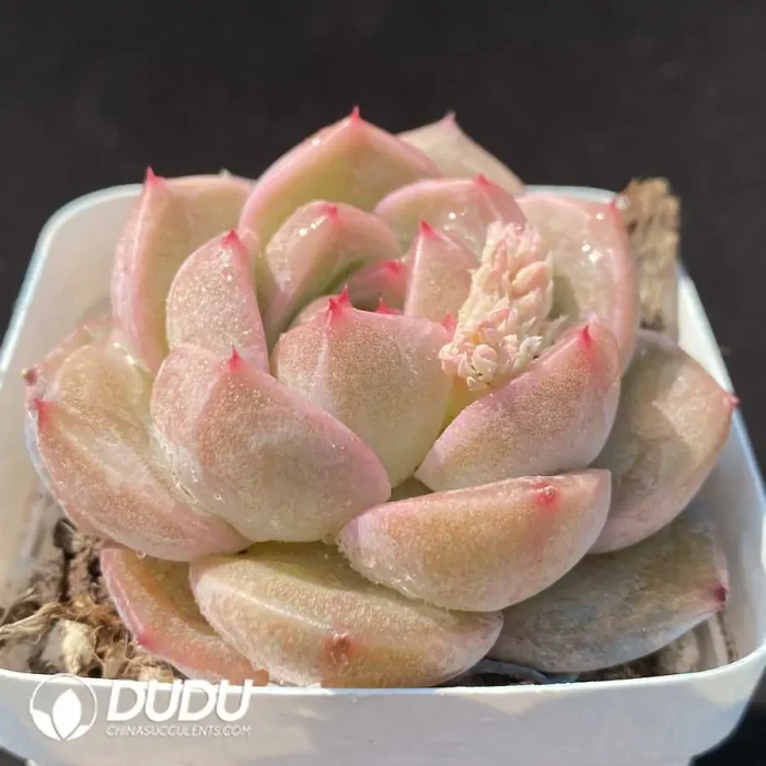 Echeveria OF1176 - Image 2