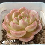 Echeveria OF1263 - Image 2