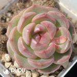 Echeveria OF1286
