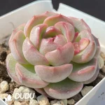 Echeveria OF1286 - Image 2