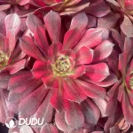 21Pcs/Tray Aeonium Mei Ji Seedlings