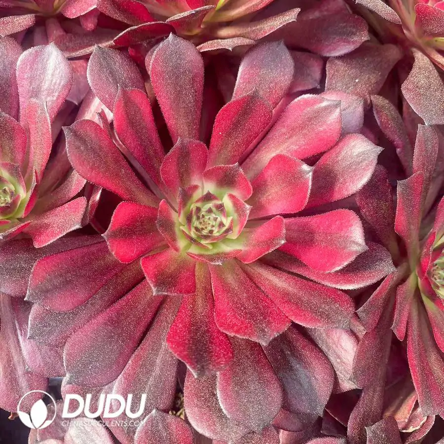 1743403062-e201.webp 21Pcs/Tray Aeonium Mei Ji Seedlings - Image 1