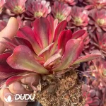 21Pcs/Tray Aeonium Mei Ji Seedlings - Image 2