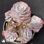 Echeveria Cassyz Clustering