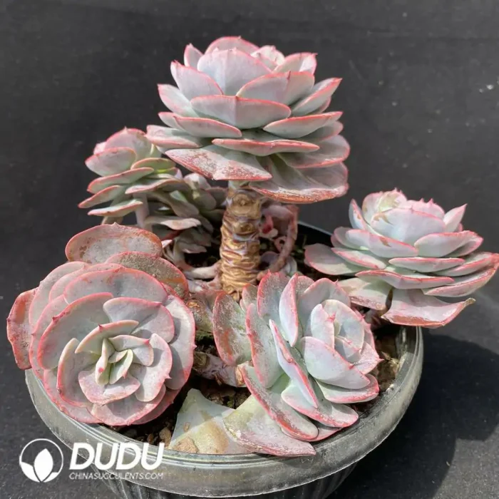 Echeveria Cassyz Clustering - Image 2