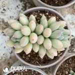 Pachyphytum Milky