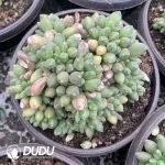 Pachyphytum Chiyoda Cristata