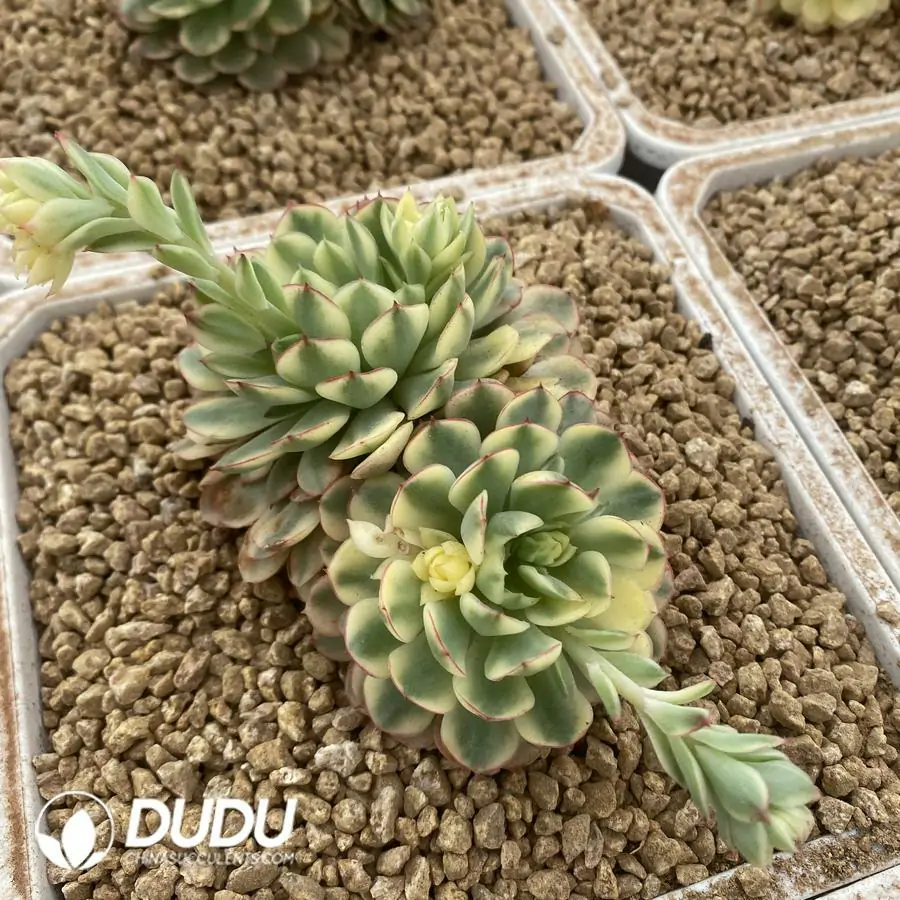 1743558450-e201.webp Echeveria Fantasy Rose Variegated Double Head - Image 1