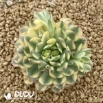 Echeveria Dream Rose Variegated