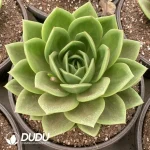 Echeveria Cuihua