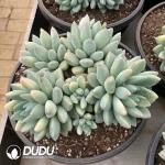 Pachyphytum Broadleaf Toffee Cluster