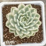 Echeveria Moon Fairy Variegated