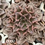 Echeveria Super Bowl