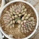 Pachyphytum Rock Leech Cluster