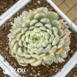 Echeveria Elegans Variegated Cluster