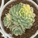 Echeveria Strawberry Ice Variegated Clustering