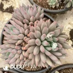 Pachyphytum Red Dragonfly Clustering