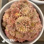 Echeveria Mebina Variegated Cluster