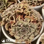 Echeveria Madiba With Tumors Clustering