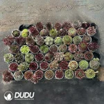 Sempervivum 60PCS Collocation-1 (Random Varieties)