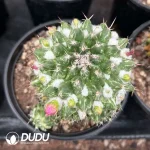 Mammillaria Rioverdense White Variegated