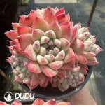 Echeveria Beauty Clustering