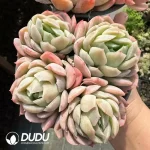 Echeveria Twin Berry Clustering