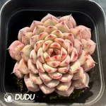 Echeveria Blue Minima