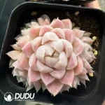 Echeveria Elegans Clustering