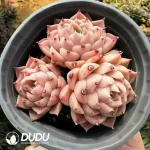 Echeveria Snow Pear with Rock Candy Clustering