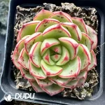 Echeveria Magic Fire