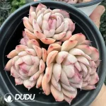 Echeveria Strawberry Ice Clustering