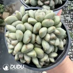 Echeveria Grape Clustering